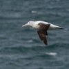Albatros Sanforduv - Diomedea sanfordi - Northern Royal Albatros 7728